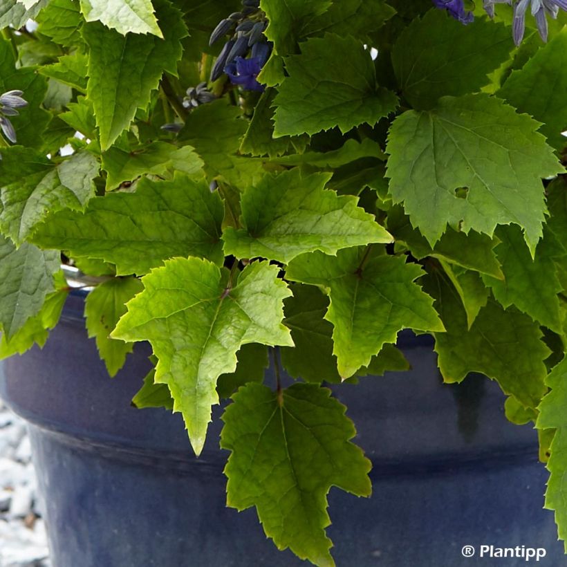 Clématite - Clematis New Love (Foliage)