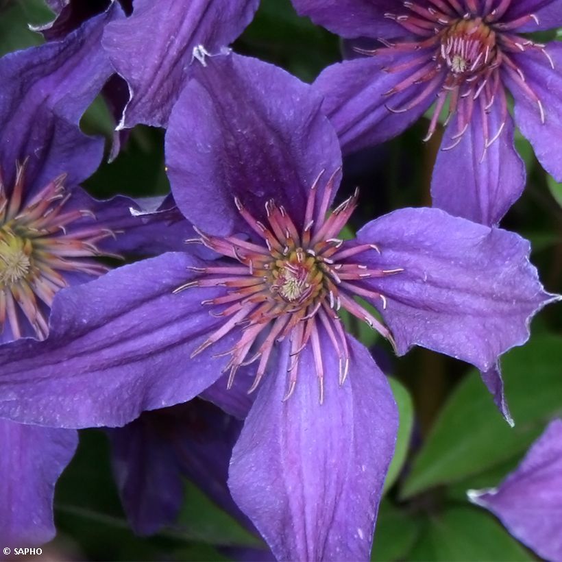 Clématite Saphyra Violetta (Flowering)