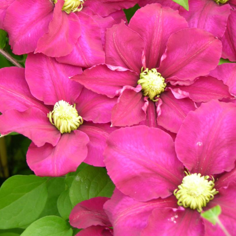 Clématite - Clematis SUCCESS Magenta (Flowering)