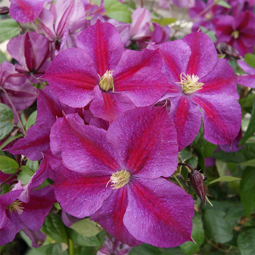 Clématite - Clematis Star of Pakistan (Flowering)