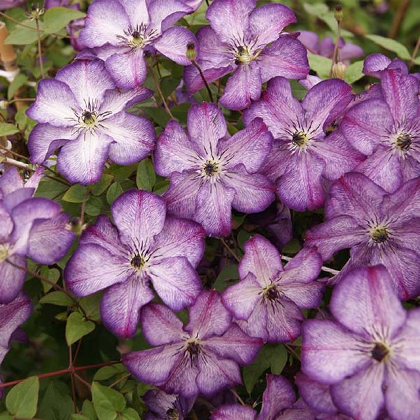 Clématite - Clematis Super Nova   (Flowering)