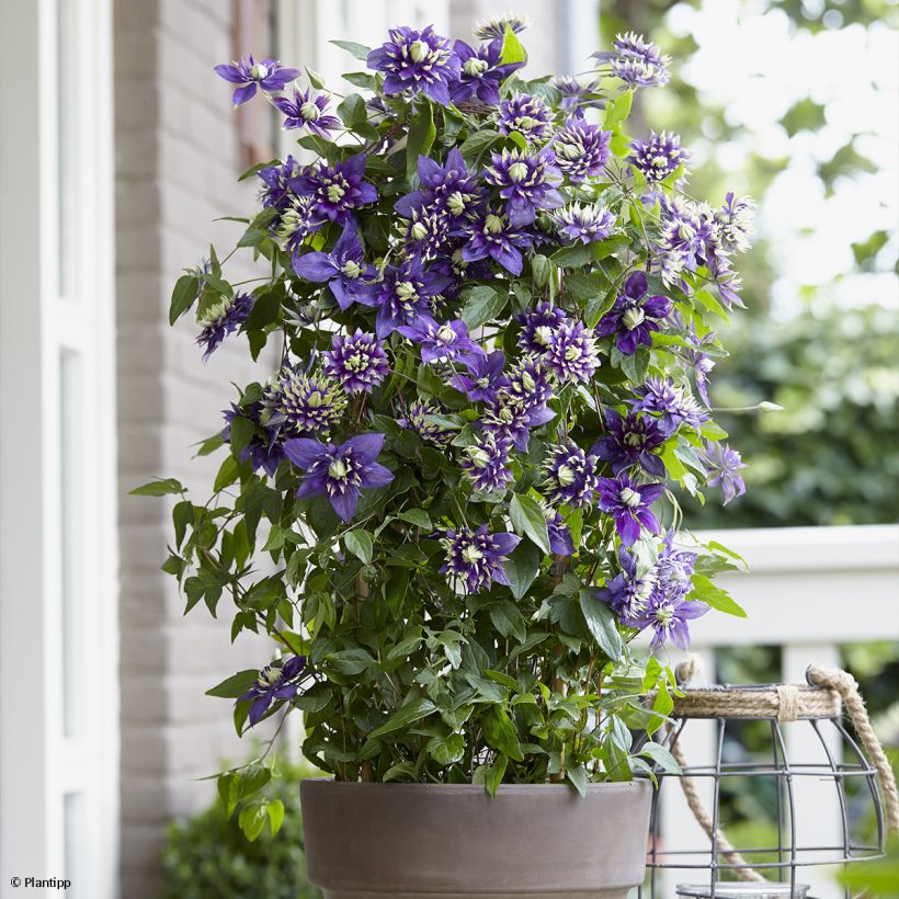 Clématite - Clematis Taiga  (Plant habit)