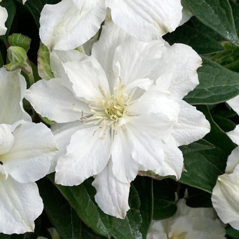 Clématite - Clematis diversifolia White Arabella (Flowering)