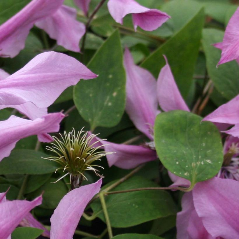 Clématite integrifolia Saphyra Duo Rose (Foliage)