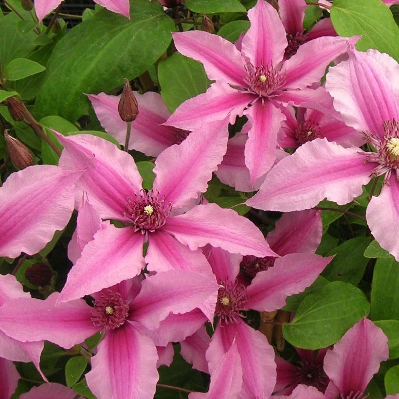 Clématite integrifolia Saphyra Duo Rose (Flowering)