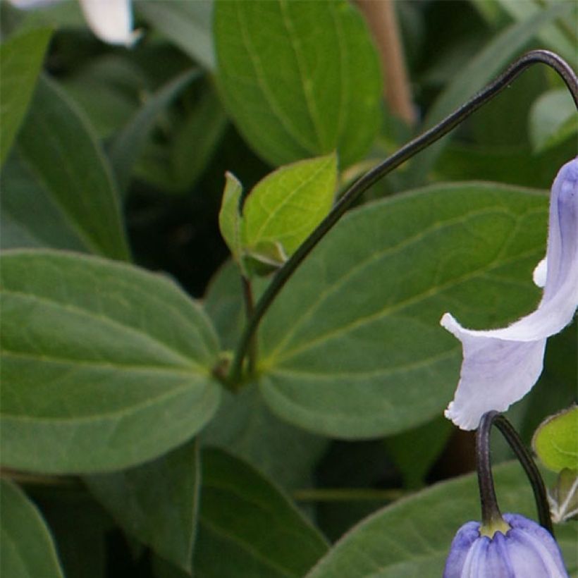 Clematite - Clematis integrifolia Twinkle (Foliage)