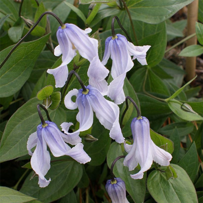 Clematite - Clematis integrifolia Twinkle (Flowering)