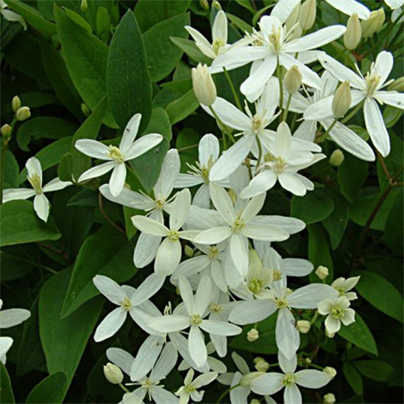 Clématite - Clematis mandshurica (Flowering)