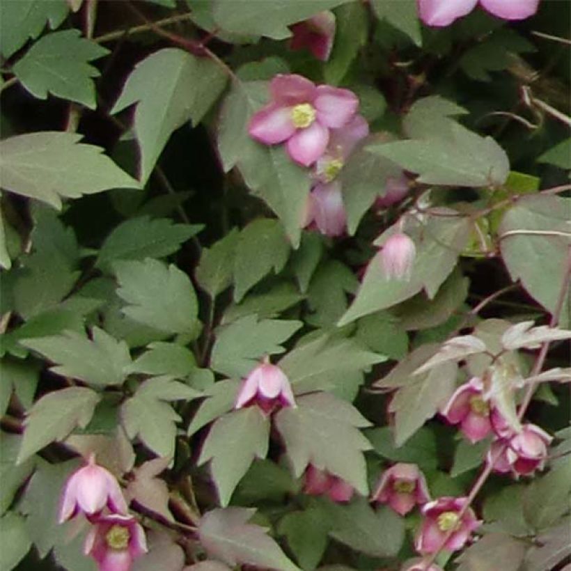 Clématite - Clematis montana Freda (Foliage)