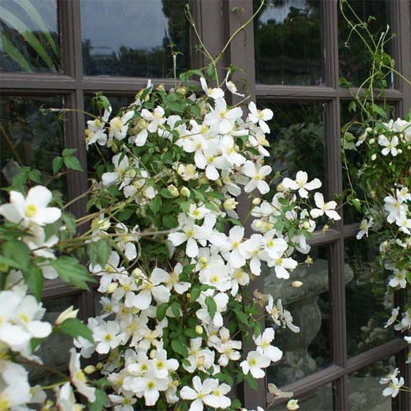 Clématite - Clematis montana Spooneri (Plant habit)