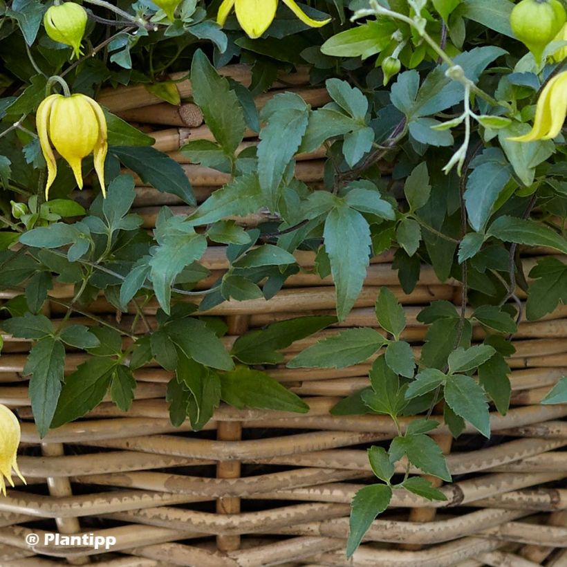 Clématite - Clematis tangutica Little Lemons (Foliage)