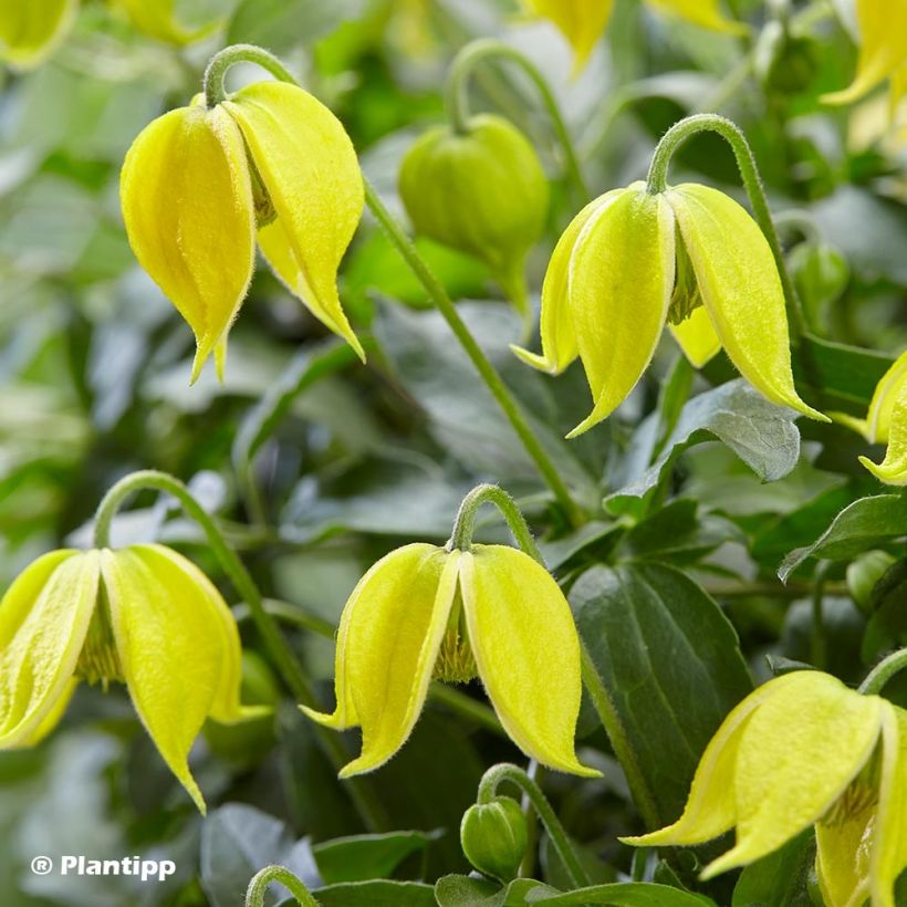 Clématite - Clematis tangutica Little Lemons (Flowering)