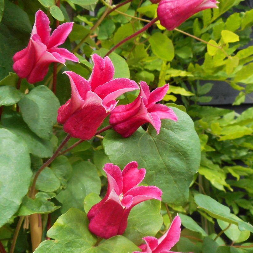 Clématite - Clematis texensis Queen Maxima (Flowering)