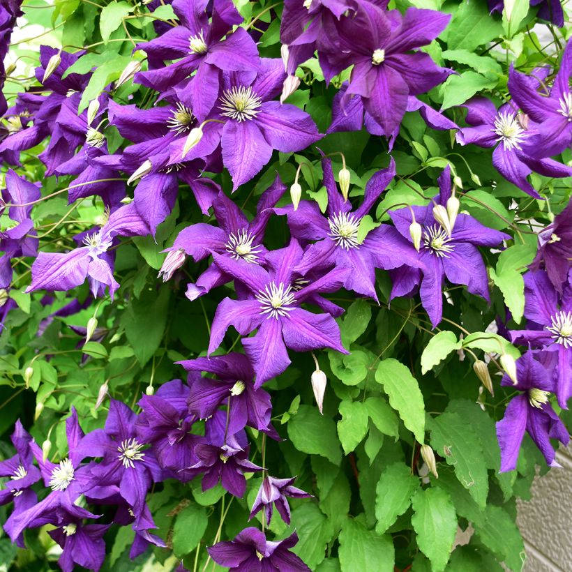 Clématite - Clematis viticella Aotearoa (Plant habit)