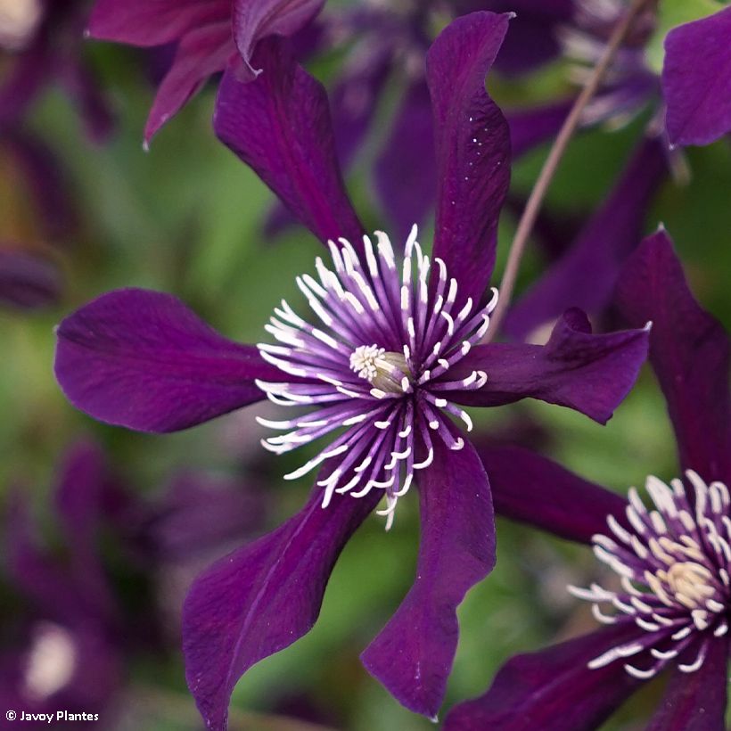 Clématite - Clematis viticella Panther (Flowering)