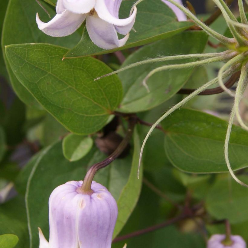 Clématite - Clematis Annabella  (Foliage)