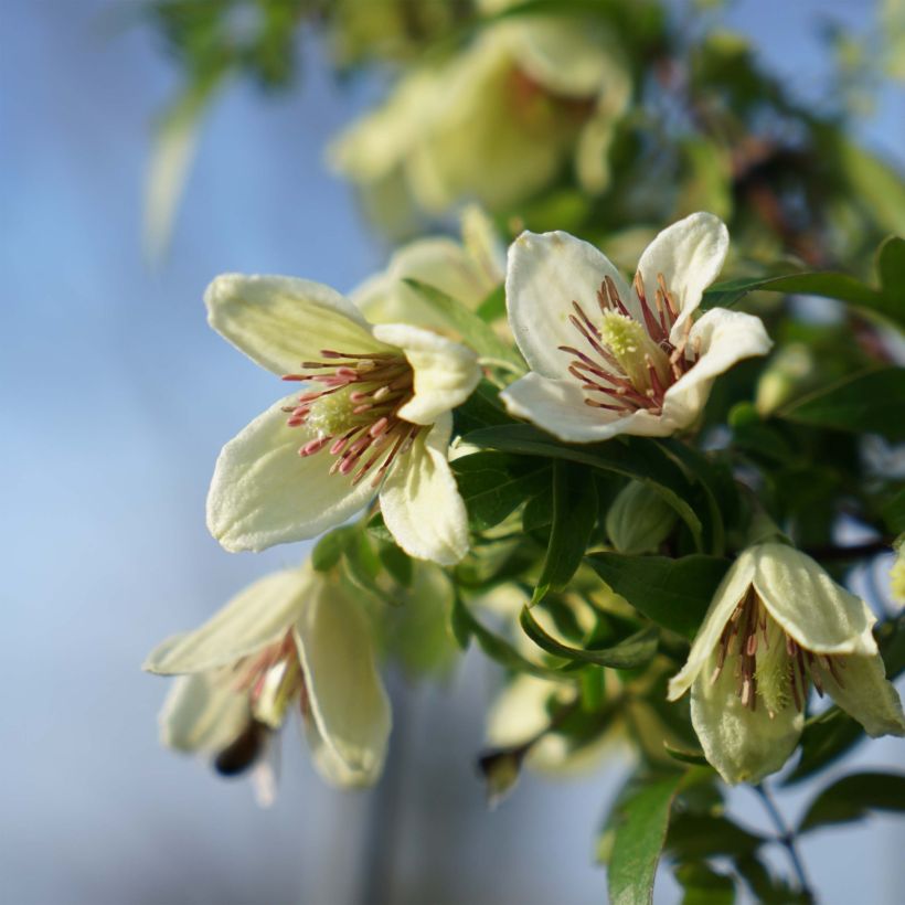 Clématite Christmas Surprise - Clematite de Noël (Flowering)