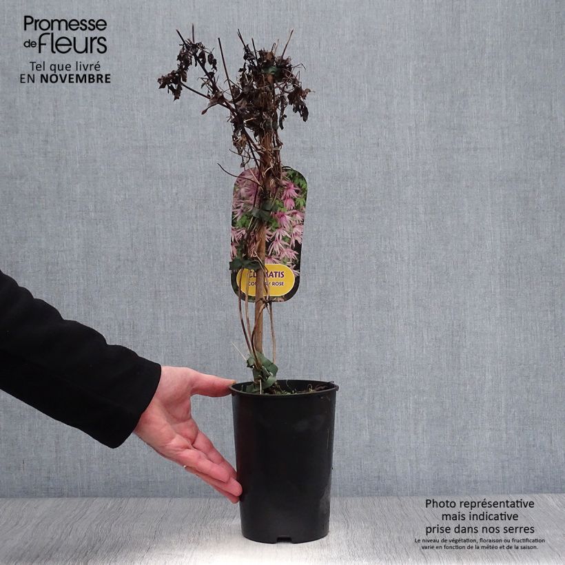 Example of Clématite - Clematis Country Rose Pot de 2L/3L as you get in automne