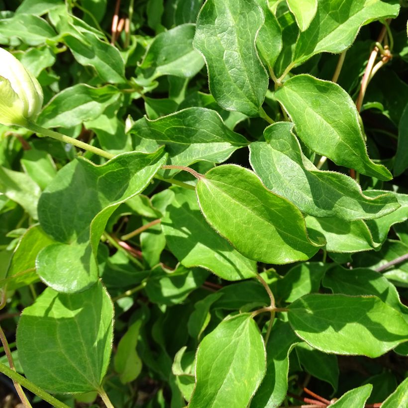 Clématite - Clematis Dancing Dorien®  Zodado (Foliage)