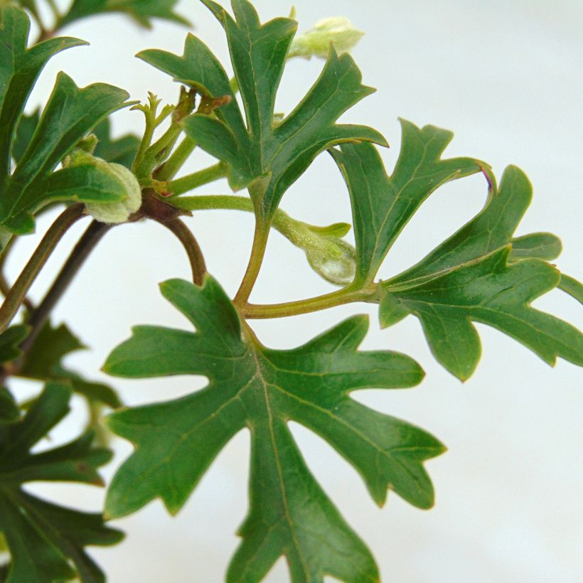Clématite - Clematis Early Sensation (Foliage)