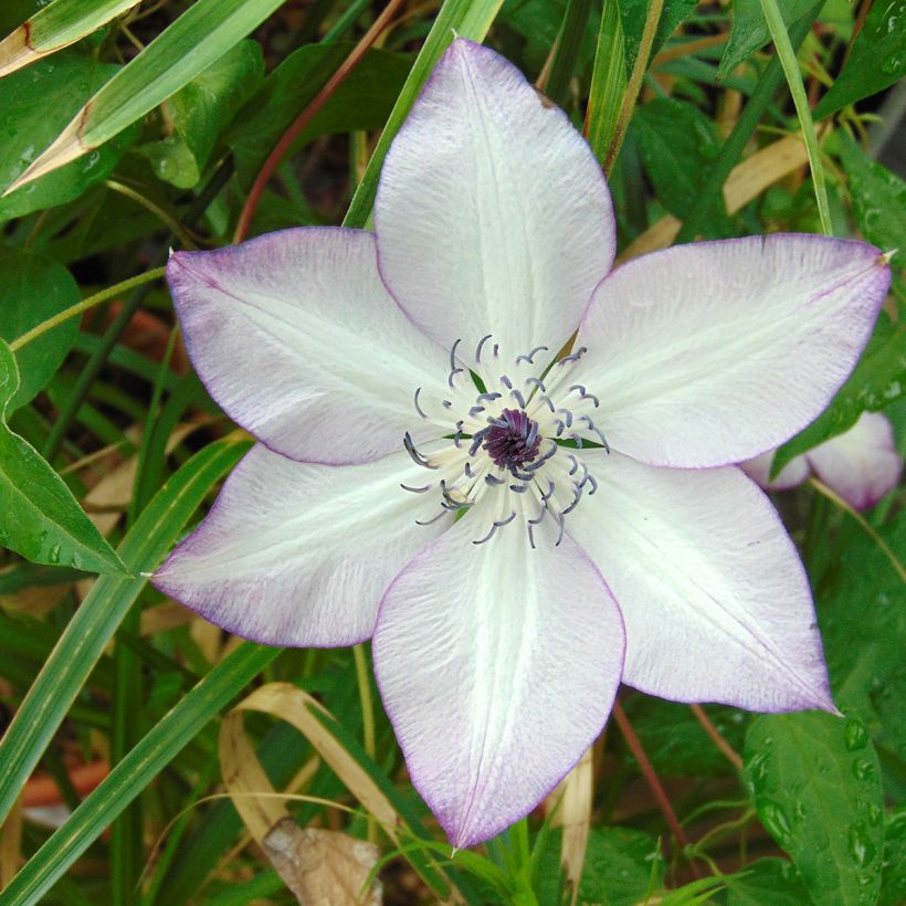 Clématite - Clematis Fond Memories (Flowering)