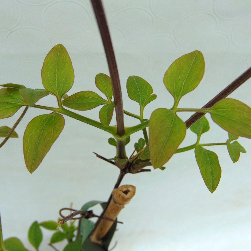 Clématite - Clematis Forever Friends (Foliage)