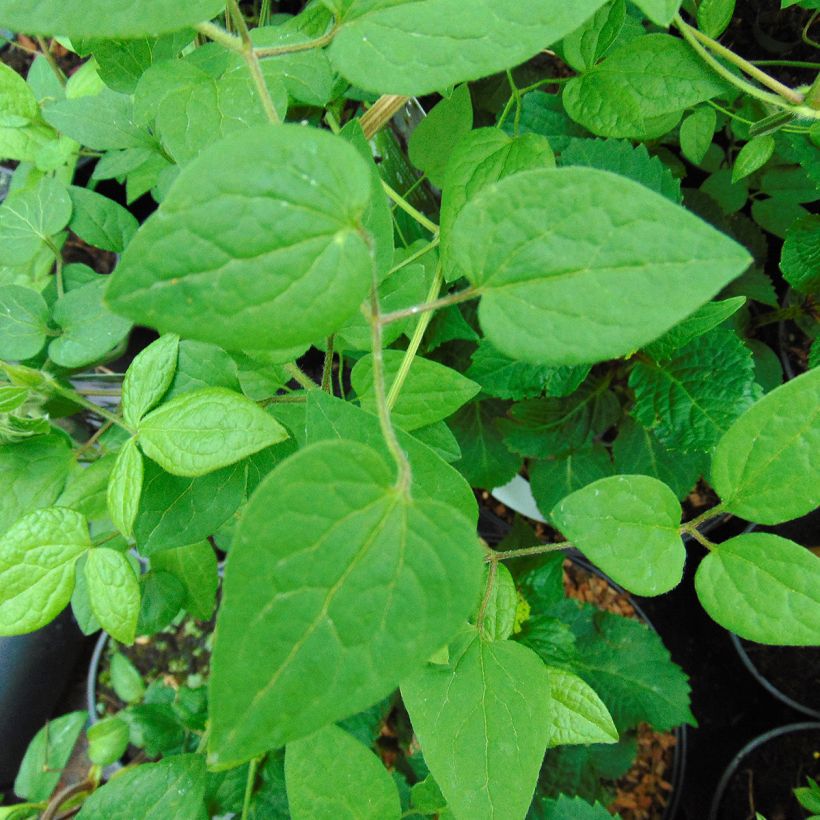 Clématite - Clematis Guernsey Cream (Foliage)