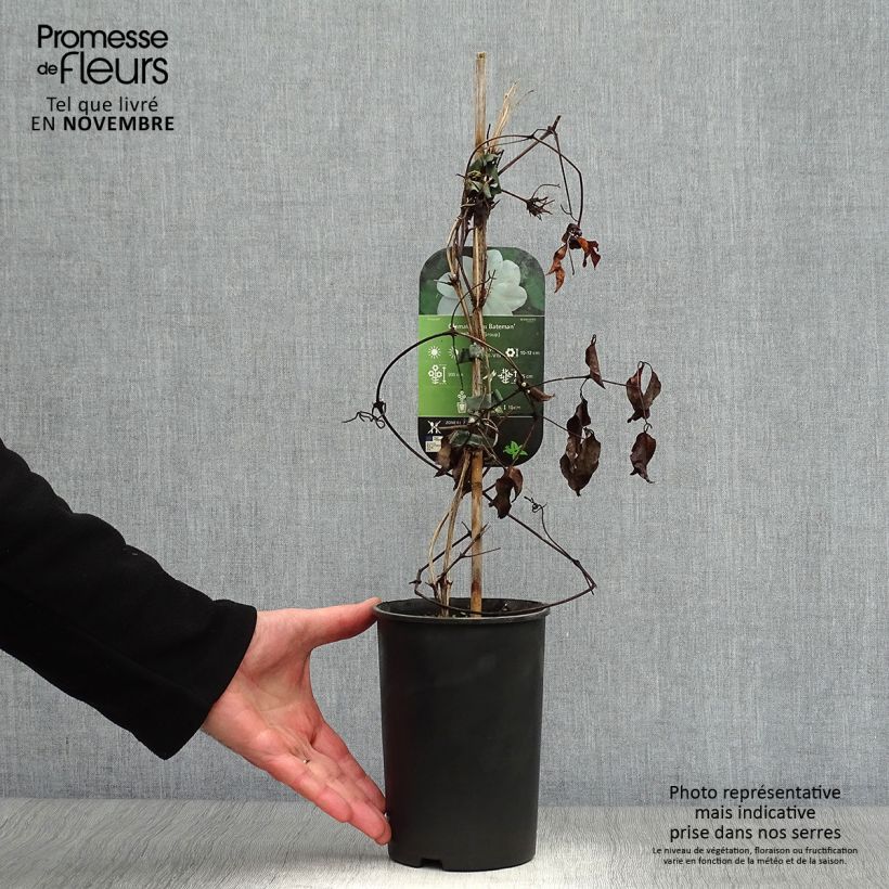 Example of Clématite - Clematis Miss Bateman Pot de 2L/3L as you get in automne