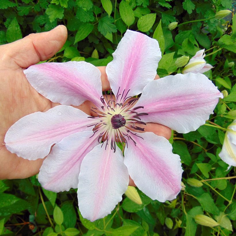 Clématite - Clematis Nelly Moser (Flowering)