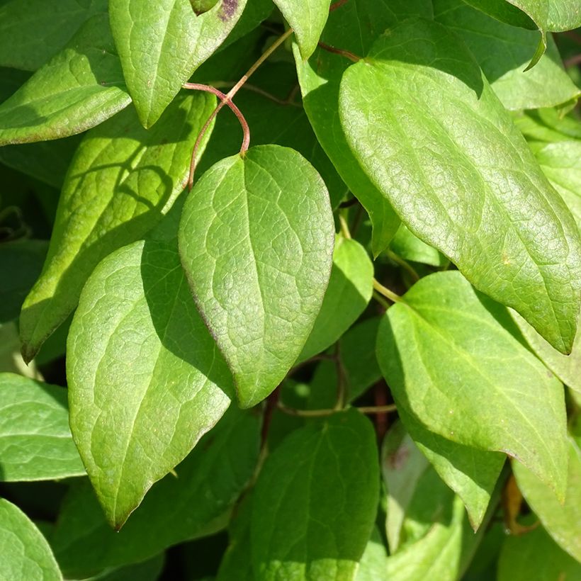 Clématite - Clematis Rouge Cardinal  (Foliage)