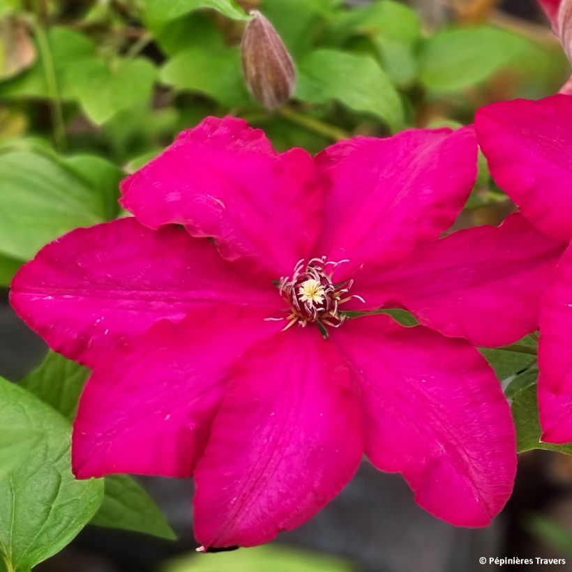 Clématite - Clematis Solidarnosc (Flowering)