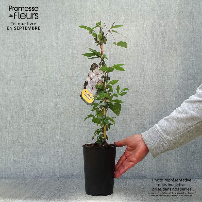 Example of Clématite - Clematis White Pearl Pot de 2L/3L as you get in automne
