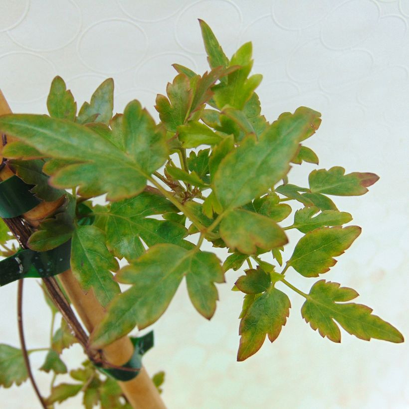 Clématite - Clematis cirrhosa Winter Parasol (Foliage)