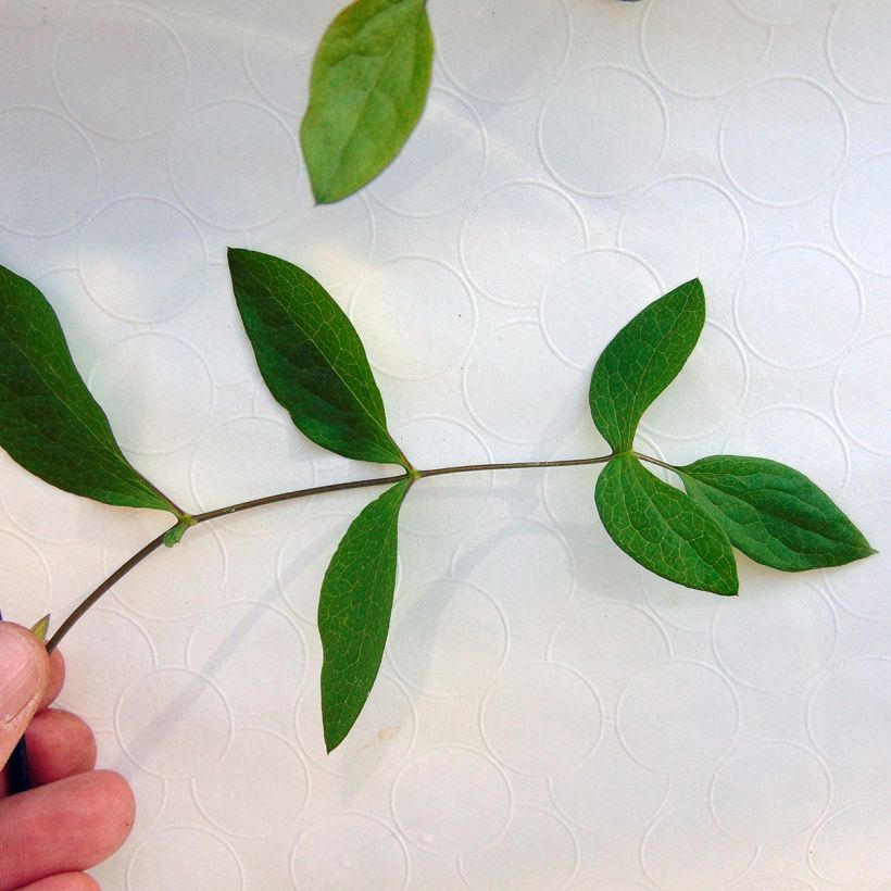 Clématite - Clematis diversifolia Rooguchi (Foliage)
