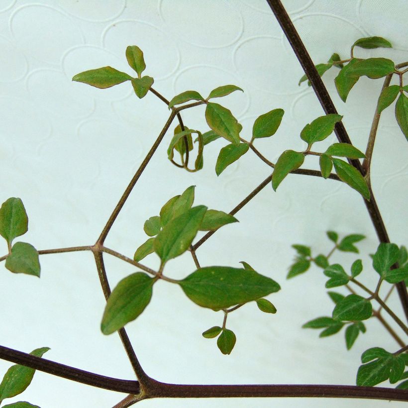 Clématite - Clematis flammula Sweet Summer Love  (Foliage)