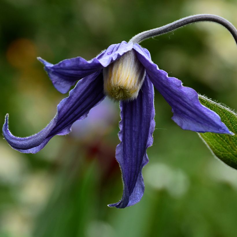 Clématite integrifolia Baby Blue (Flowering)