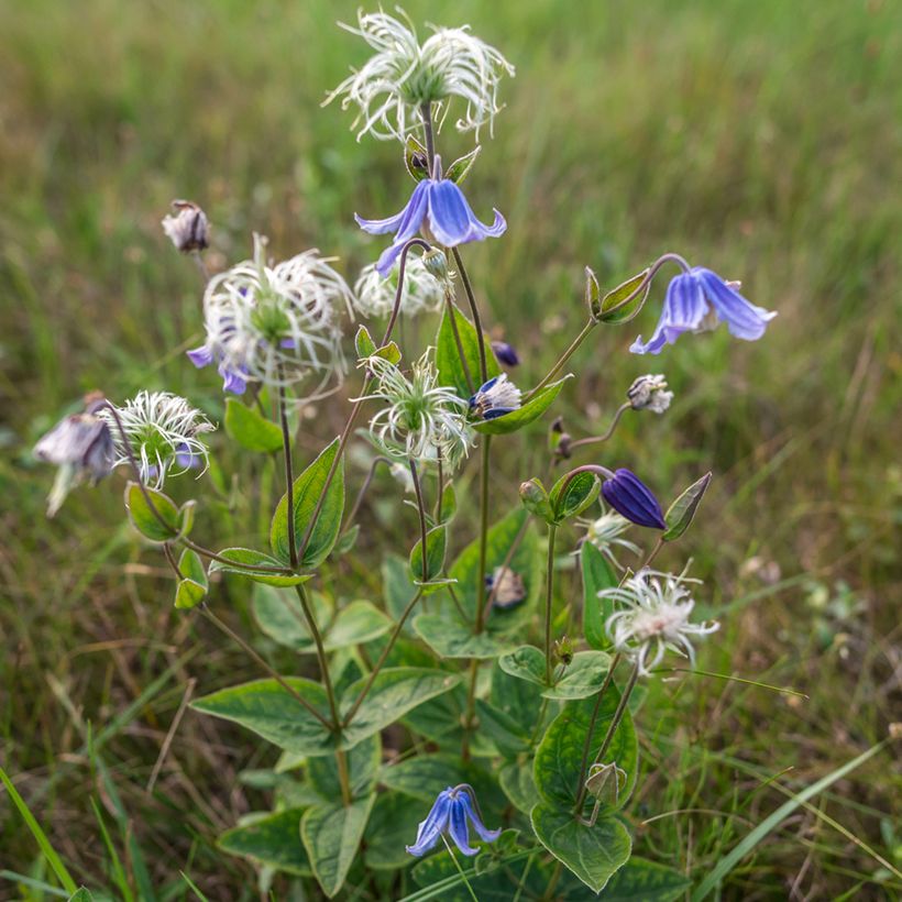 Clématite integrifolia Baby Blue (Plant habit)