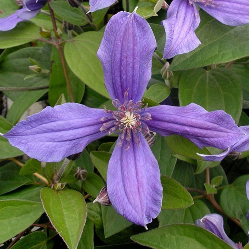 Clématite integrifolia - Clematis integrifolia Miranda (Flowering)