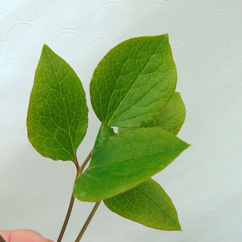 Clématite - Clematis jackmanii Superba (Foliage)