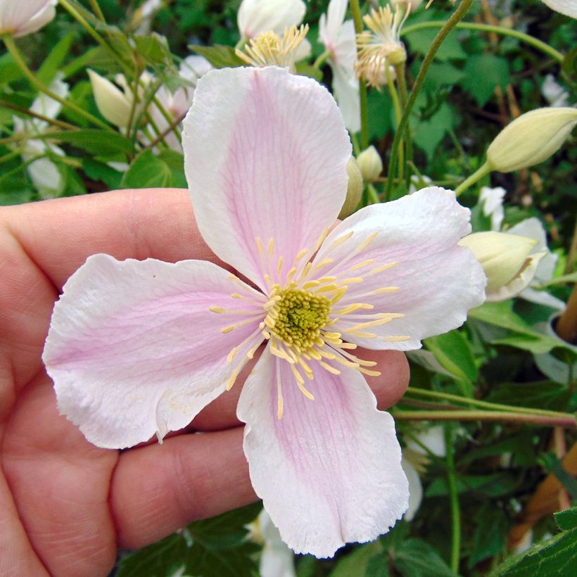 Clématite - Clematis montana Giant Star (Flowering)