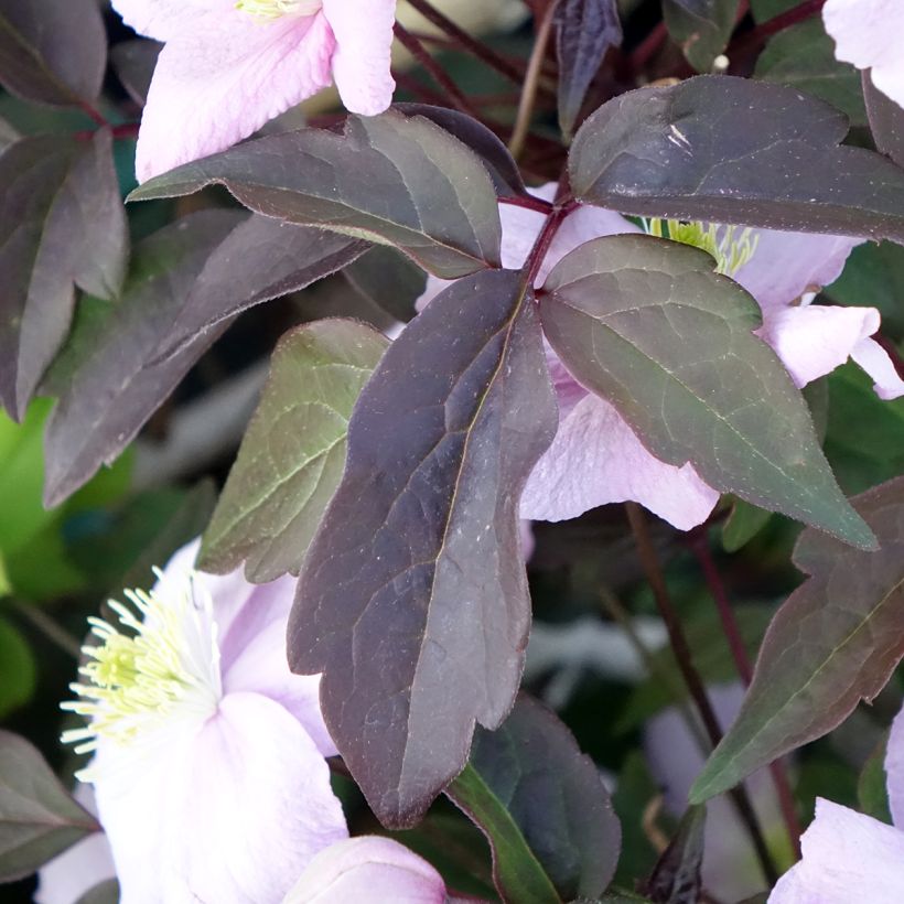 Clématite - Clematis montana Mayleen (Foliage)