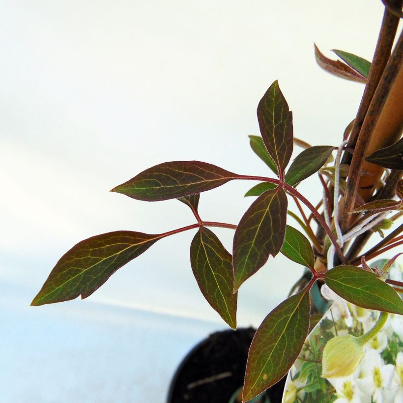 Clématite - Clematis montana Spring Joy (Foliage)