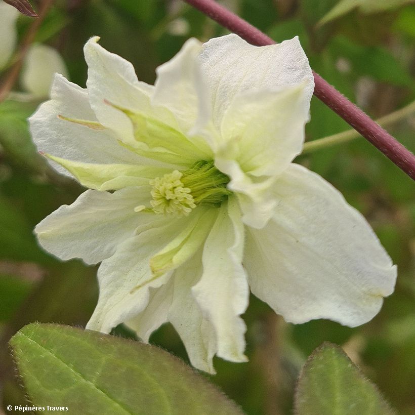 Clématite montana Starlet White Perfume (Flowering)