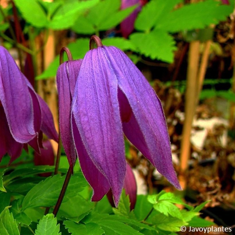 Clématite - Clematis ochroleuca (alpina) Tage Lundell (Flowering)