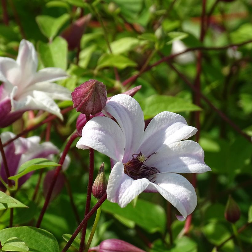 Clématite - Clematis texensis Princess Kate (Flowering)