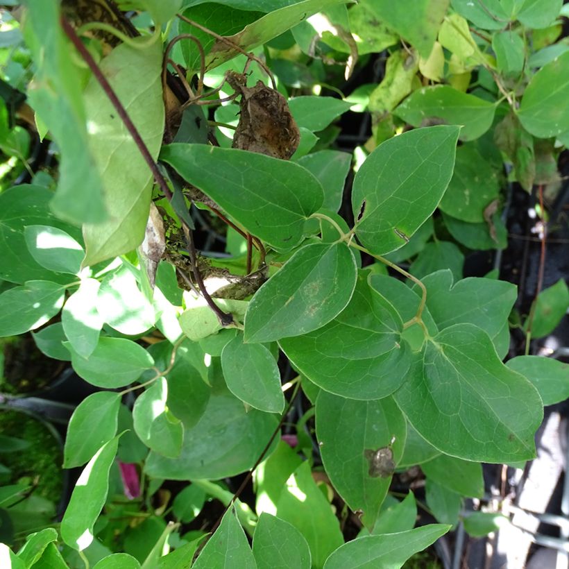 Clématite - Clematis texensis Princesse Diana (Foliage)