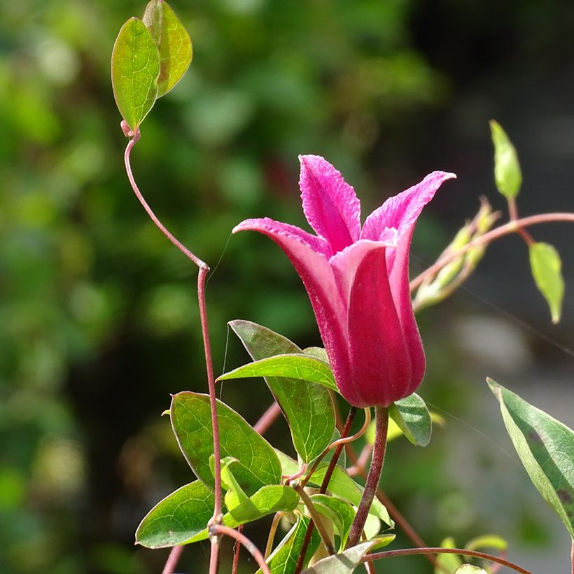 Clématite - Clematis texensis Princesse Diana (Flowering)