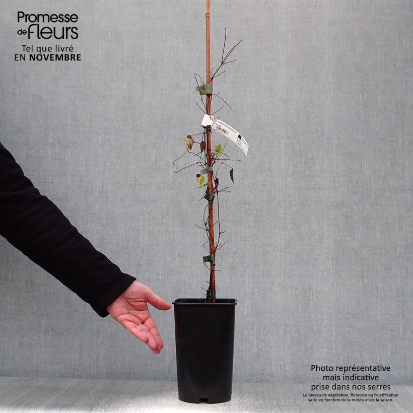 Example of Clématite - Clematis viticella Burning Love Pot de 2L/3L as you get in automne