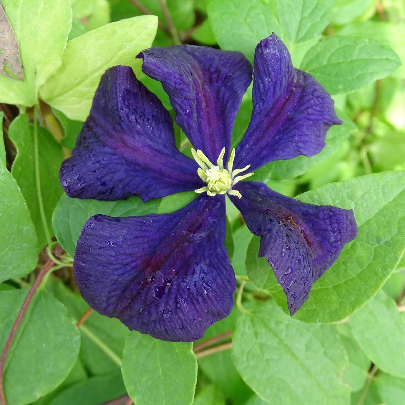 Clématite - Clematis viticella Etoile Violette (Flowering)
