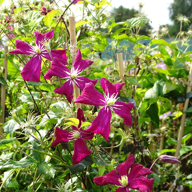 Clématite - Clematis viticella Mme Julia Correvon (Plant habit)